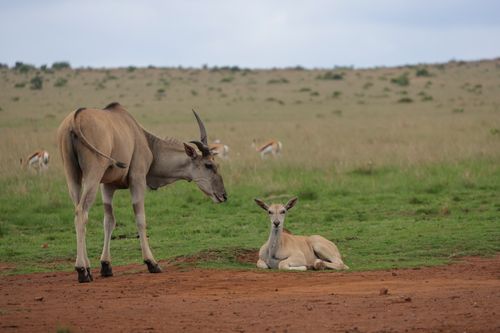 Free Eland pair in the African savanna with serene natural backdrop. Stock Photo