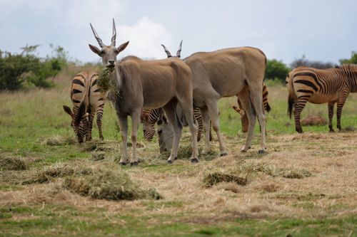 Free Eland and zebras peacefully grazing in the African savanna, surrounded by lush grass. Stock Photo
