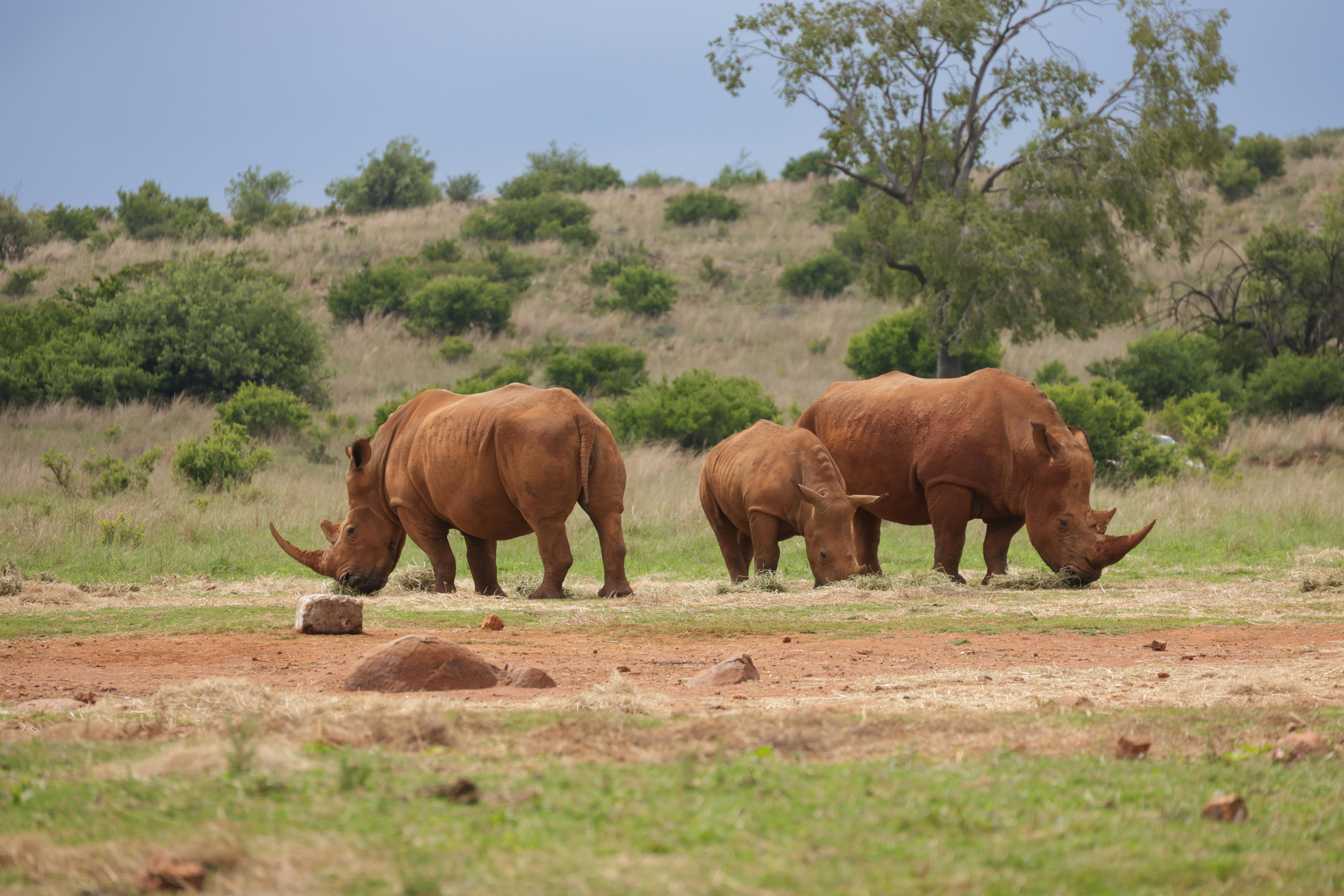 Kruger National Park, South Africa - Nature & Outdoors Destination in Africa