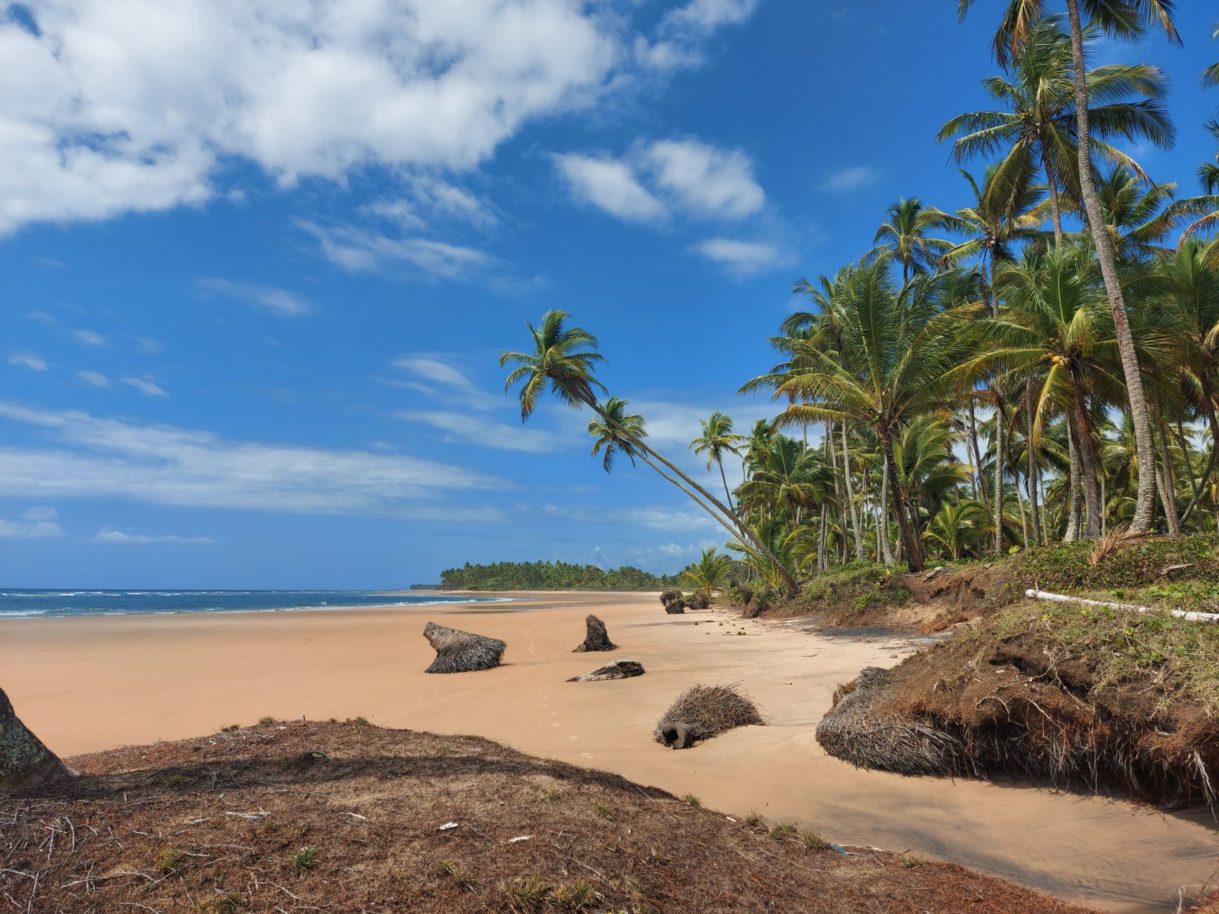 Serene tropical beach scene with palm trees under a clear blue sky, ideal for relaxation and travel themes.