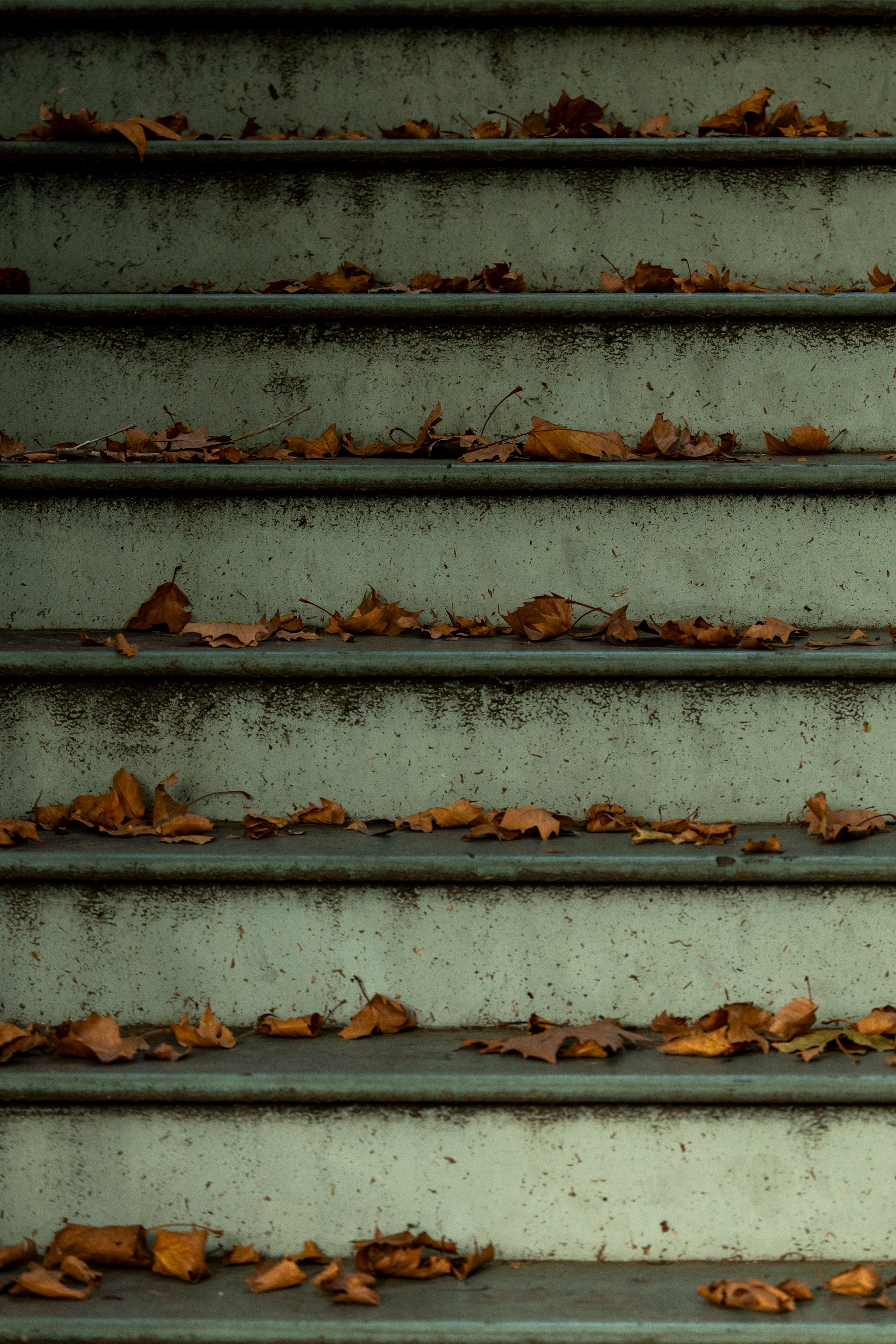 Autumn Leaves Scattered on Outdoor Steps · Free Stock Photo