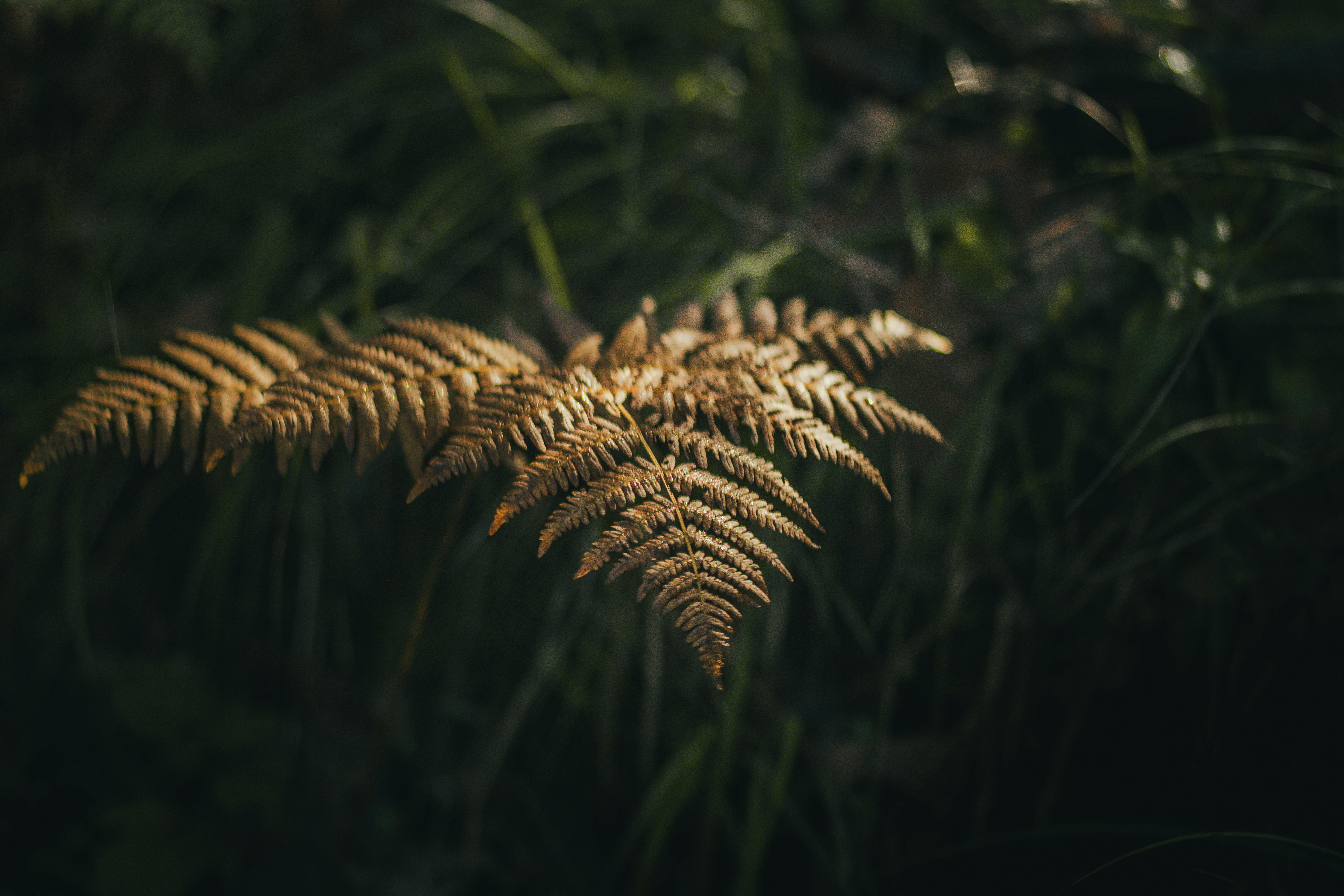 A tranquil close-up of golden fern leaves in low light, showcasing nature's beauty.