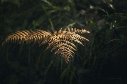 Free A tranquil close-up of golden fern leaves in low light, showcasing nature's beauty. Stock Photo