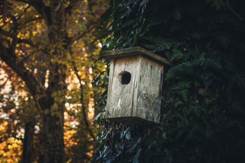Free Charming wooden birdhouse on ivy-covered tree at sunset, creating a rustic autumn ambiance. Stock Photo