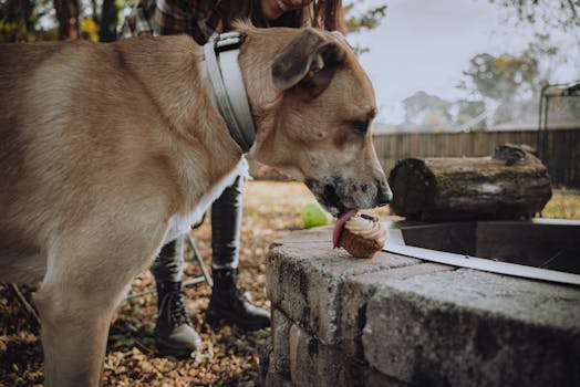 A large dog tasting a cupcake outdoors, capturing a whimsical moment in natural light.