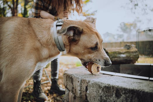 A dog savoring a treat near a stone wall with a person nearby in a sunny outdoor setting.