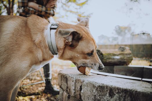 A brown dog with a collar enjoying a snack outdoors on a sunny day.