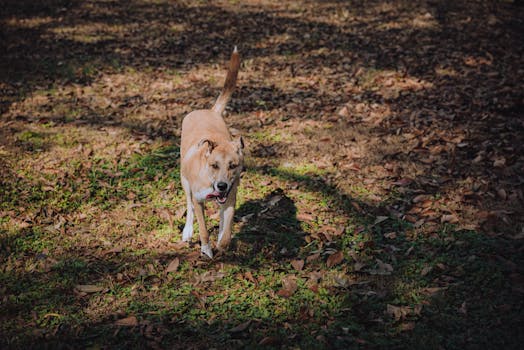 A cheerful dog walking on a leafy ground in an outdoor autumn setting, soaking in the warm day.