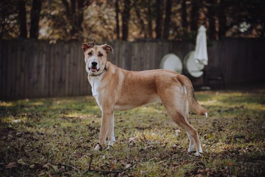 A tan-colored dog standing in a grassy backyard with trees and fencing in the background.