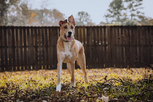 A happy dog standing on fallen leaves in a sunny backyard, creating a playful autumn vibe.