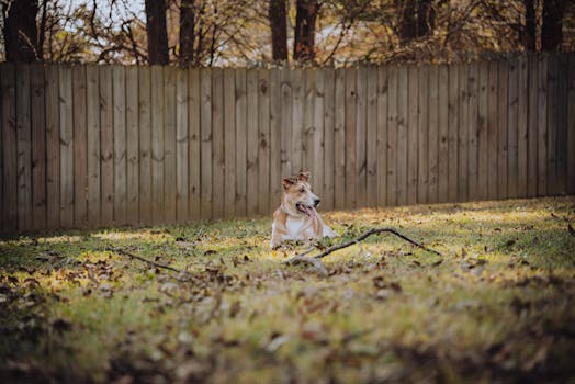 A dog resting peacefully on a sunlit lawn with a wooden fence and trees in the background.