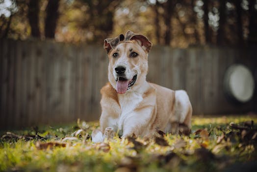 A cheerful dog enjoying the sunshine in a leafy backyard during autumn, exhibiting playful and friendly demeanor.