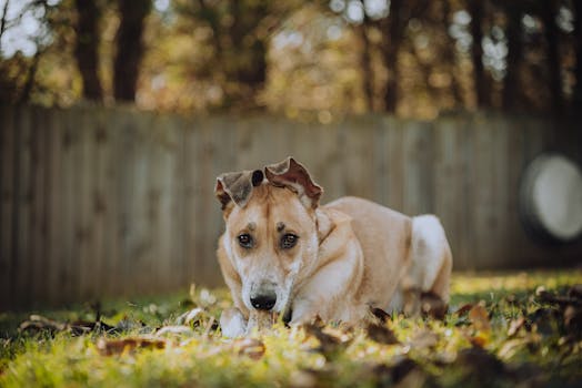 Adorable tan dog lying on grass in a fenced backyard enjoying a sunny fall day.