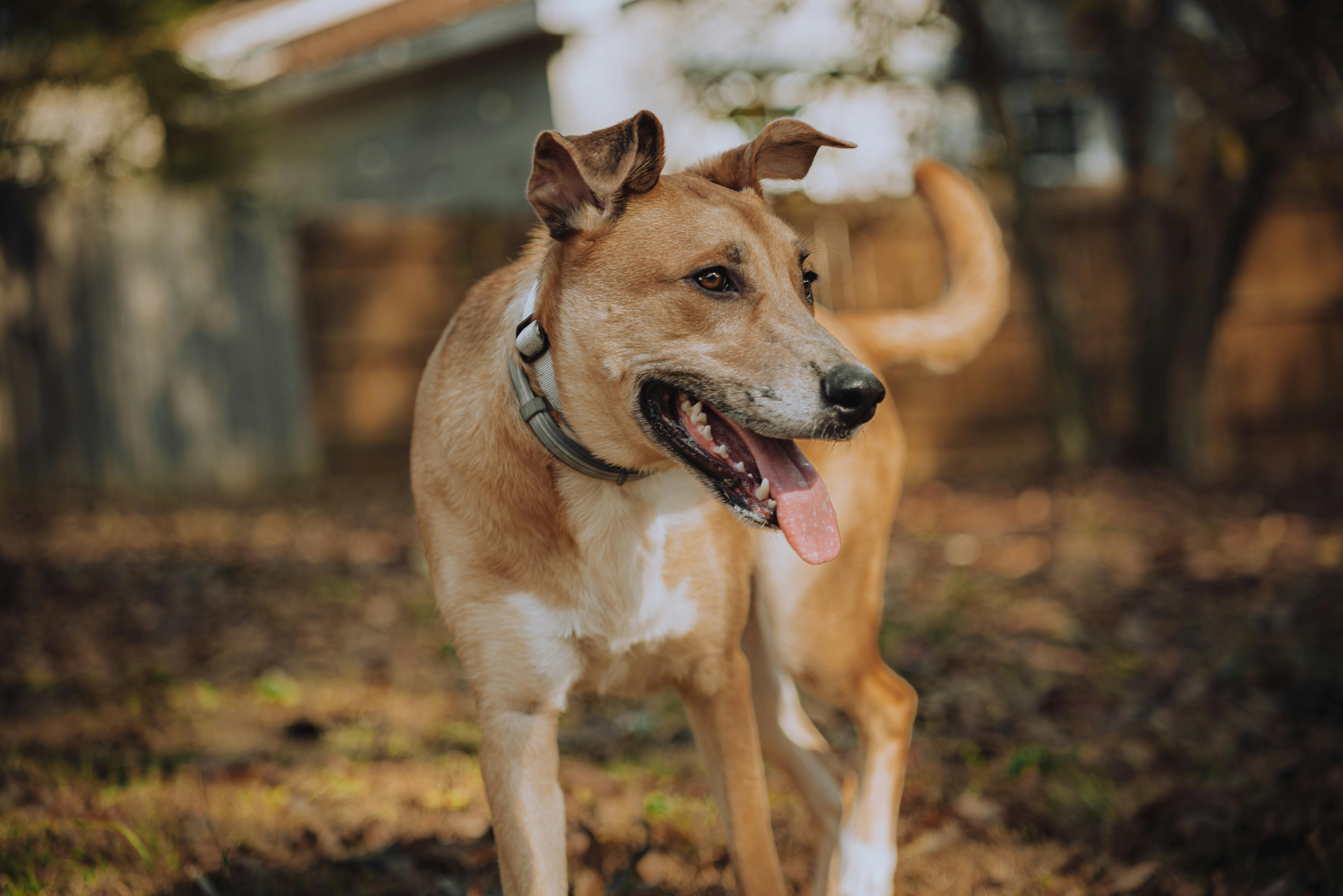 Medina mobile pet grooming business grooms dogs for Zach Bryan, Justin Bieber, Adam Sandler — Photo by Connor Scott McManus o