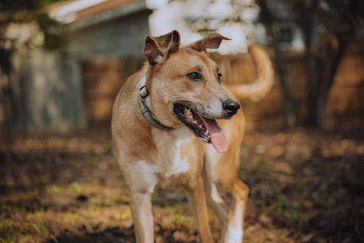 A brown dog with a collar playing happily in a sunlit backyard.