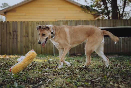 A happy dog playing in a backyard with a plush toy hot dog on a sunny day.