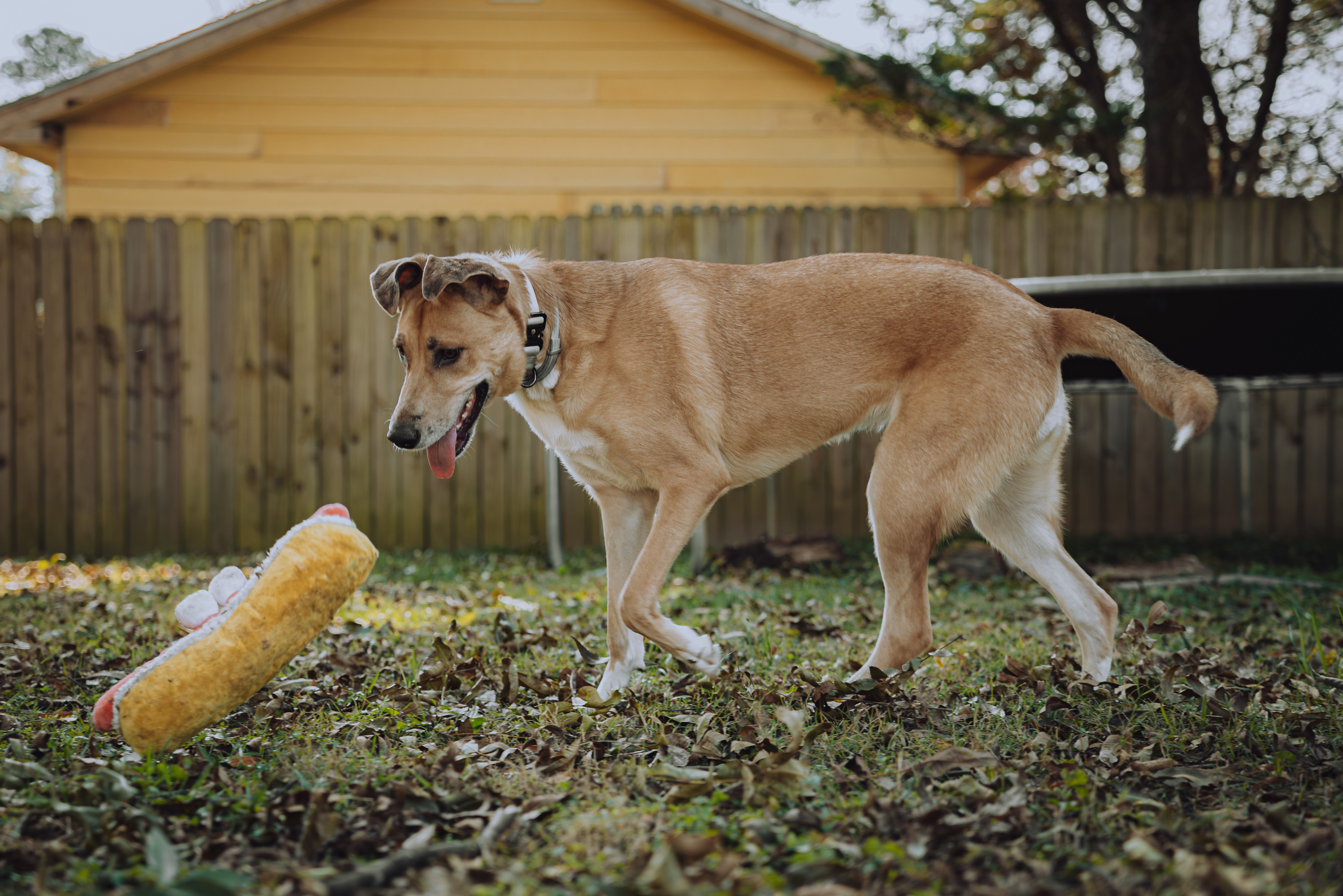 Playful Dog in Backyard with Toy · Free Stock Photo