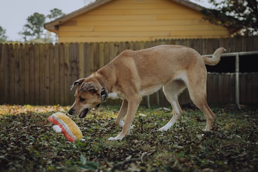 A playful dog interacts with a toy in a sunlit backyard, surrounded by a wooden fence.