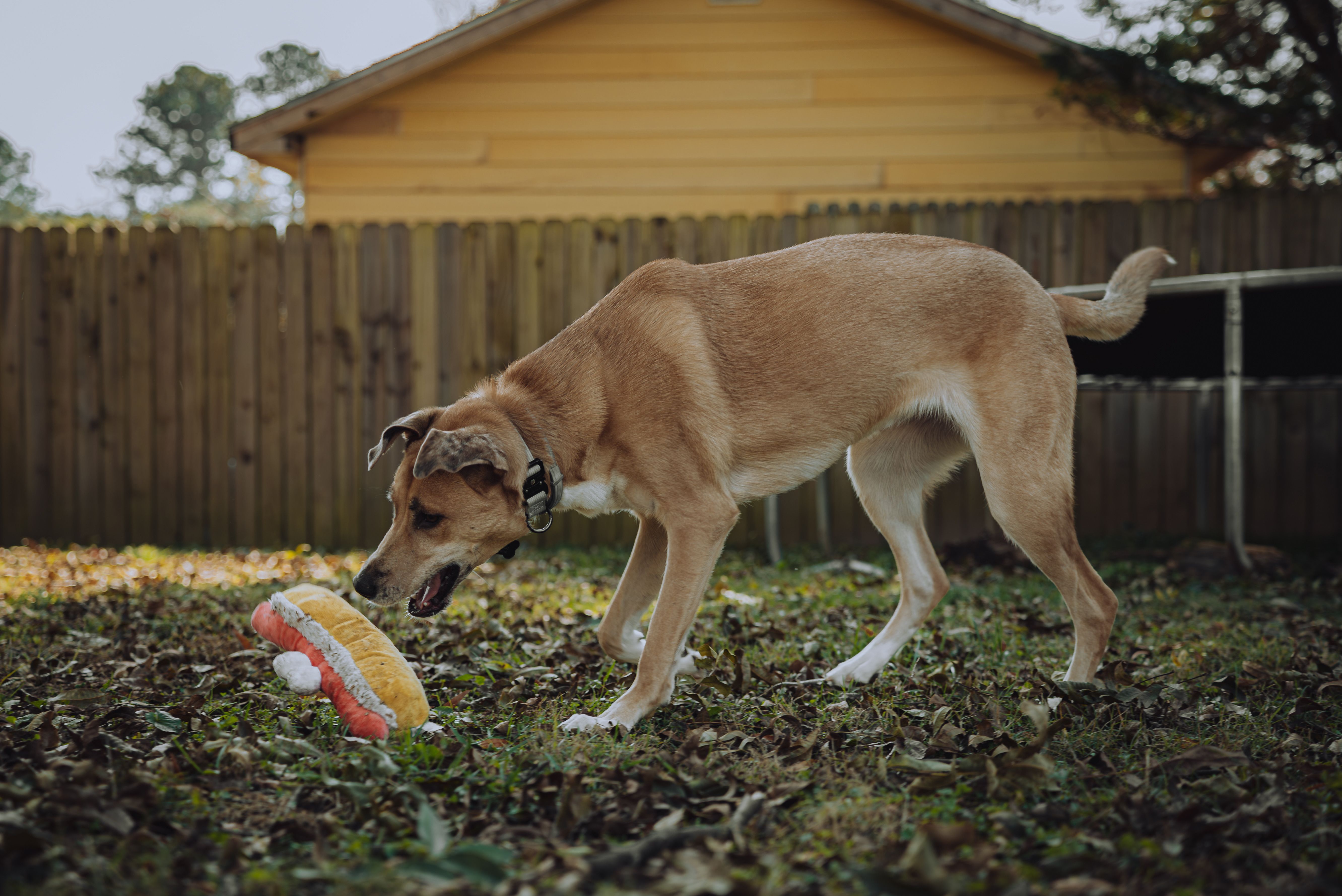 Playful Dog in Sunny Backyard Scene · Free Stock Photo