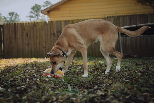 A dog playing with a toy bone in a tranquil backyard setting, surrounded by fallen leaves.