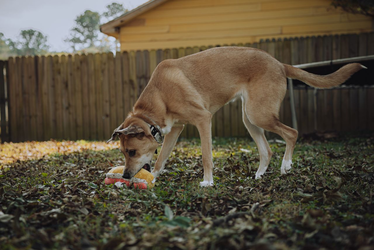 a dog playing with a toy bone in a tranquil backyard setting surrounde
