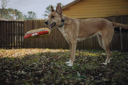 A dog playing with a toy in a fenced backyard during autumn. Fun and lively scene.