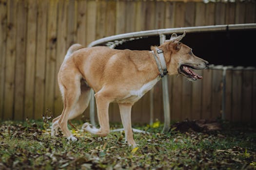 Brown dog walking near wooden fence in backyard on a sunny day.