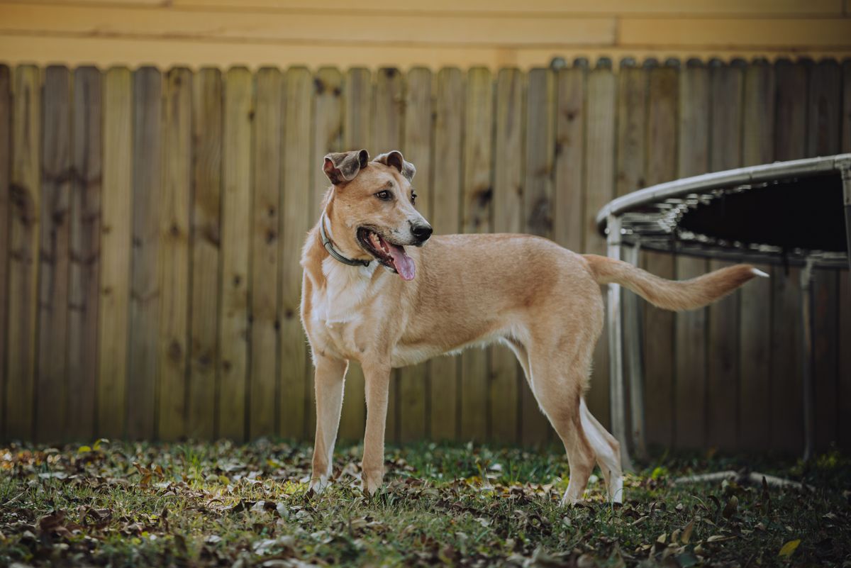 Happy dog standing in a clean fenced backyard on a sunny day