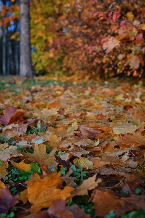 Free Vivid autumn leaves covering the forest floor, creating a warm and colorful landscape. Stock Photo