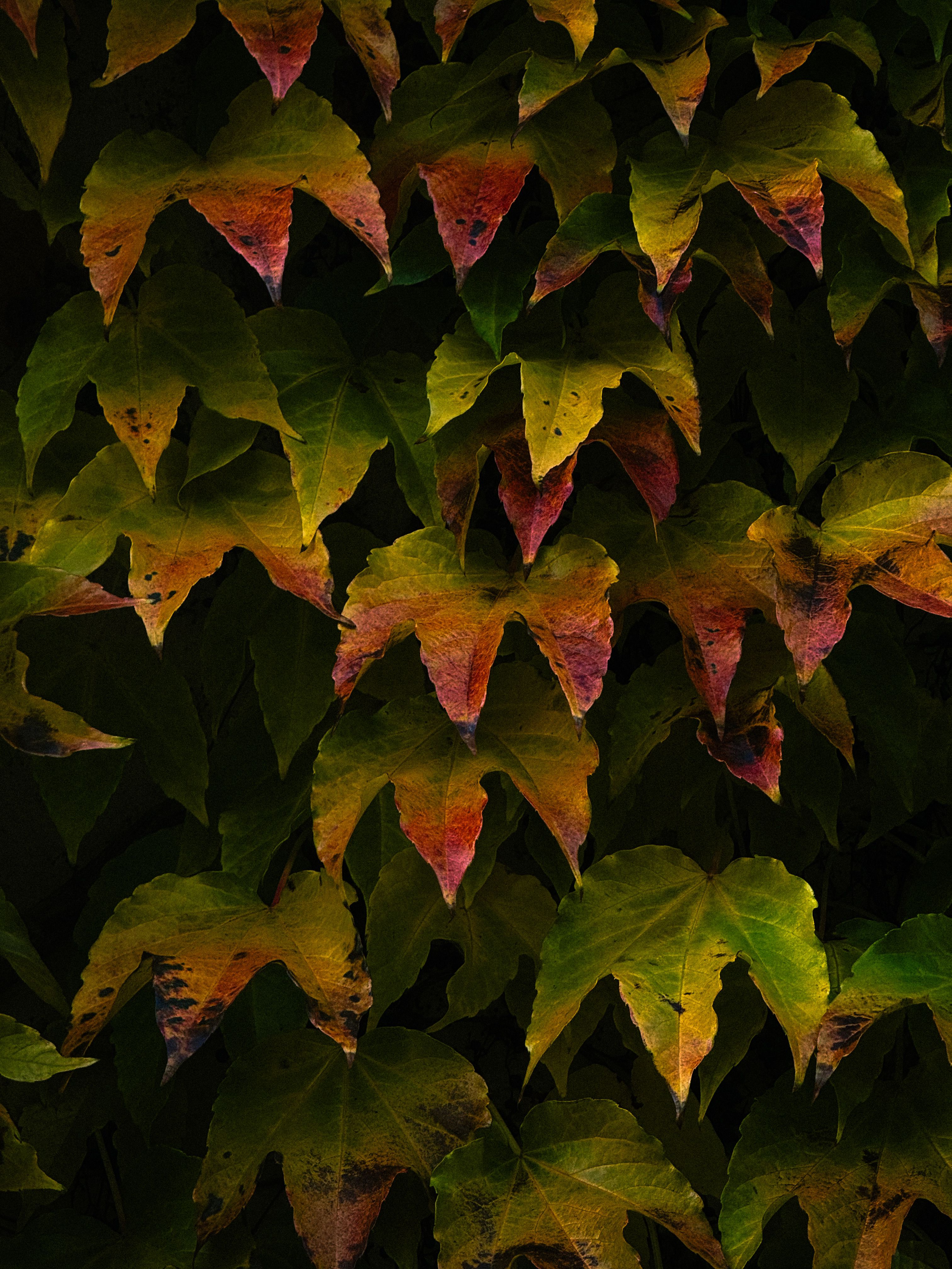 Vibrant Autumn Ivy Leaves in Dark Contrast · Free Stock Photo