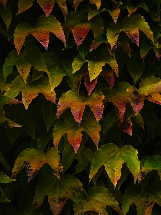 Fall Ivy Vibrant Autumn Ivy Leaves in Dark Contrast · Free Stock Photo