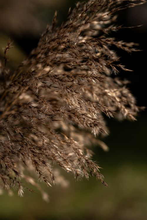 Free Detailed view of dried pampas grass with warm sunlight, creating a serene and organic mood. Stock Photo