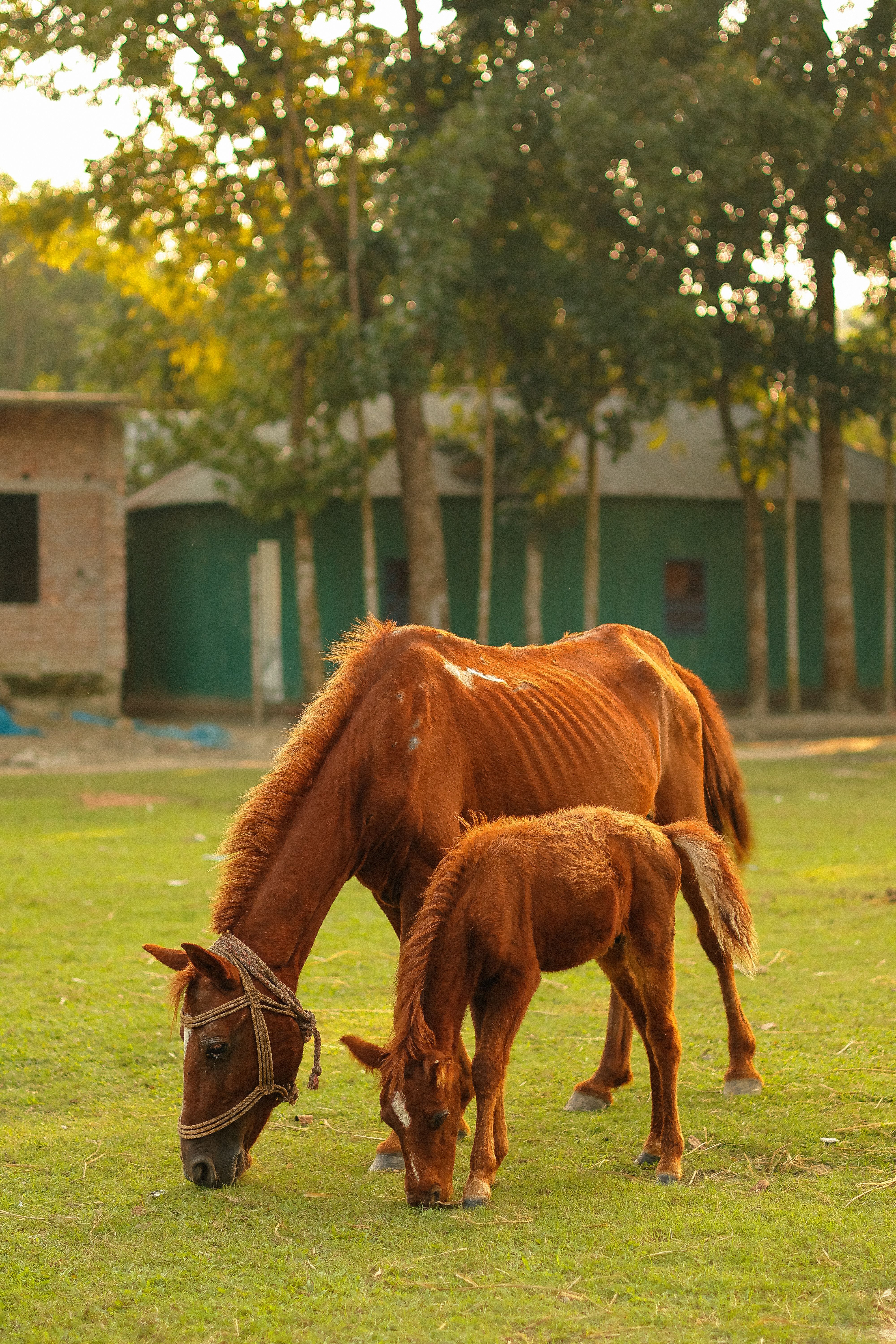 Horse And Foal At Field · Free Stock Photo