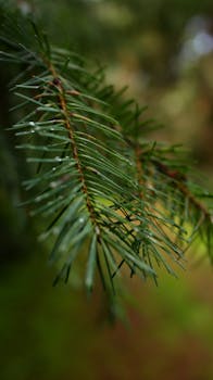Detailed close-up of an evergreen pine branch covered in fresh dew drops, reflecting nature's serenity.