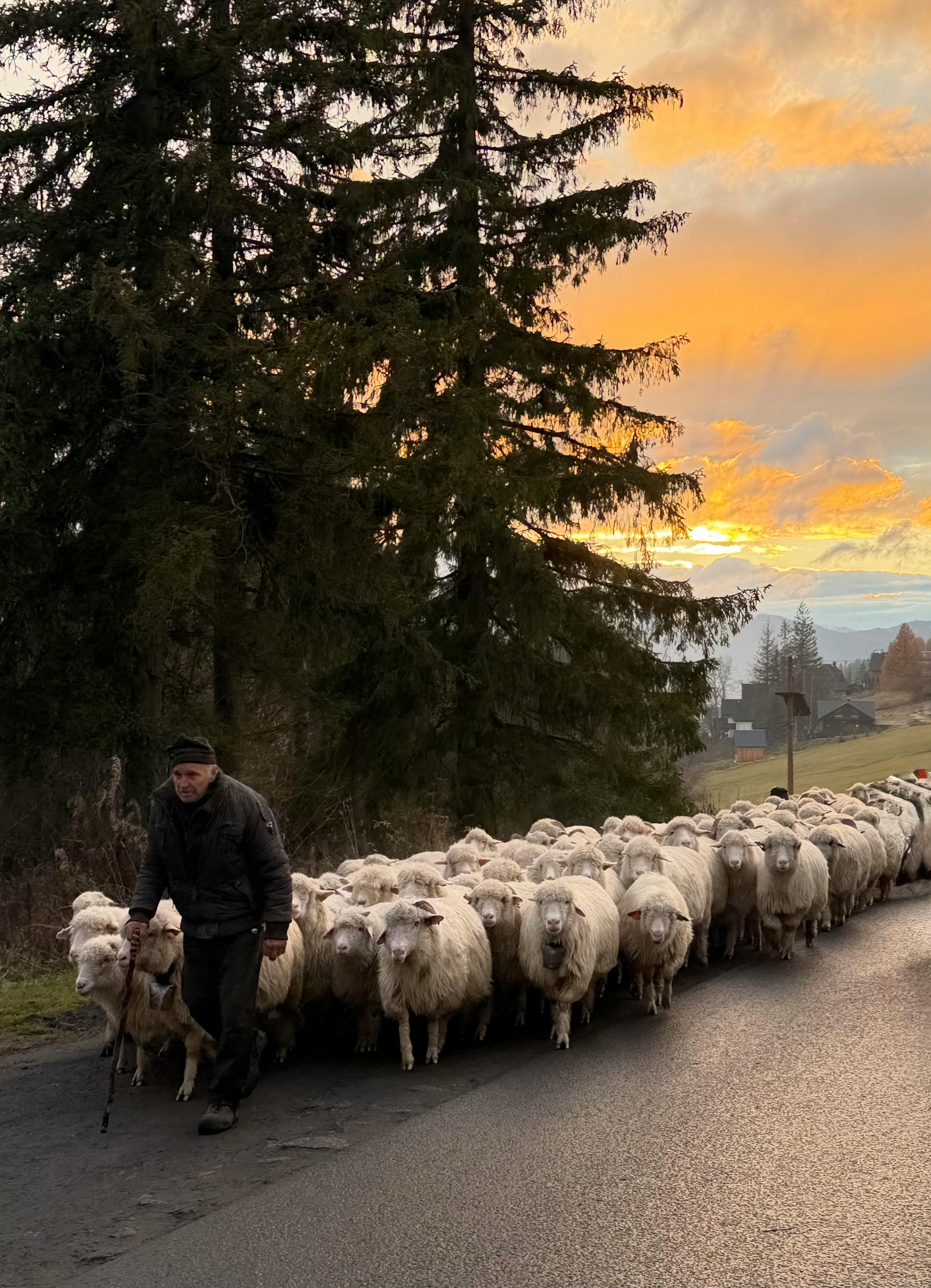 Cum să organizezi o cireadă de oi după model tradițional