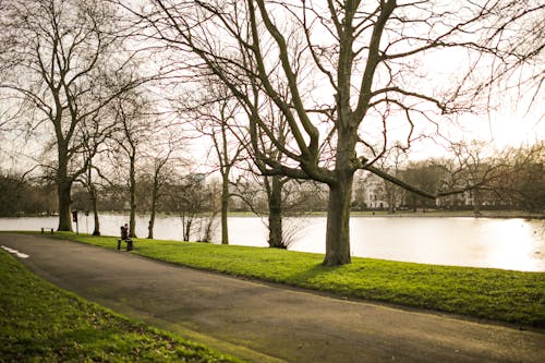 Бесплатное стоковое фото с деревья, на открытом воздухе, парк