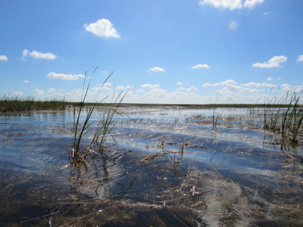 Serene Florida wetlands with tall grass and blue sky