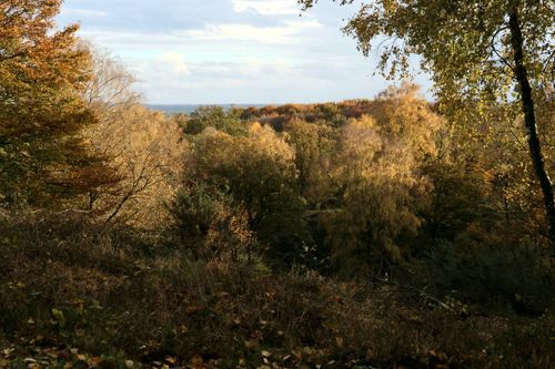 Free Picturesque autumn forest scene with vibrant foliage under a blue sky. Stock Photo