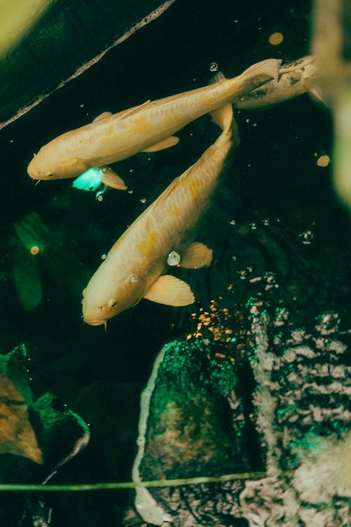 Free Two koi fish swimming gracefully in a vibrant green pond in Manila, Philippines. Stock Photo