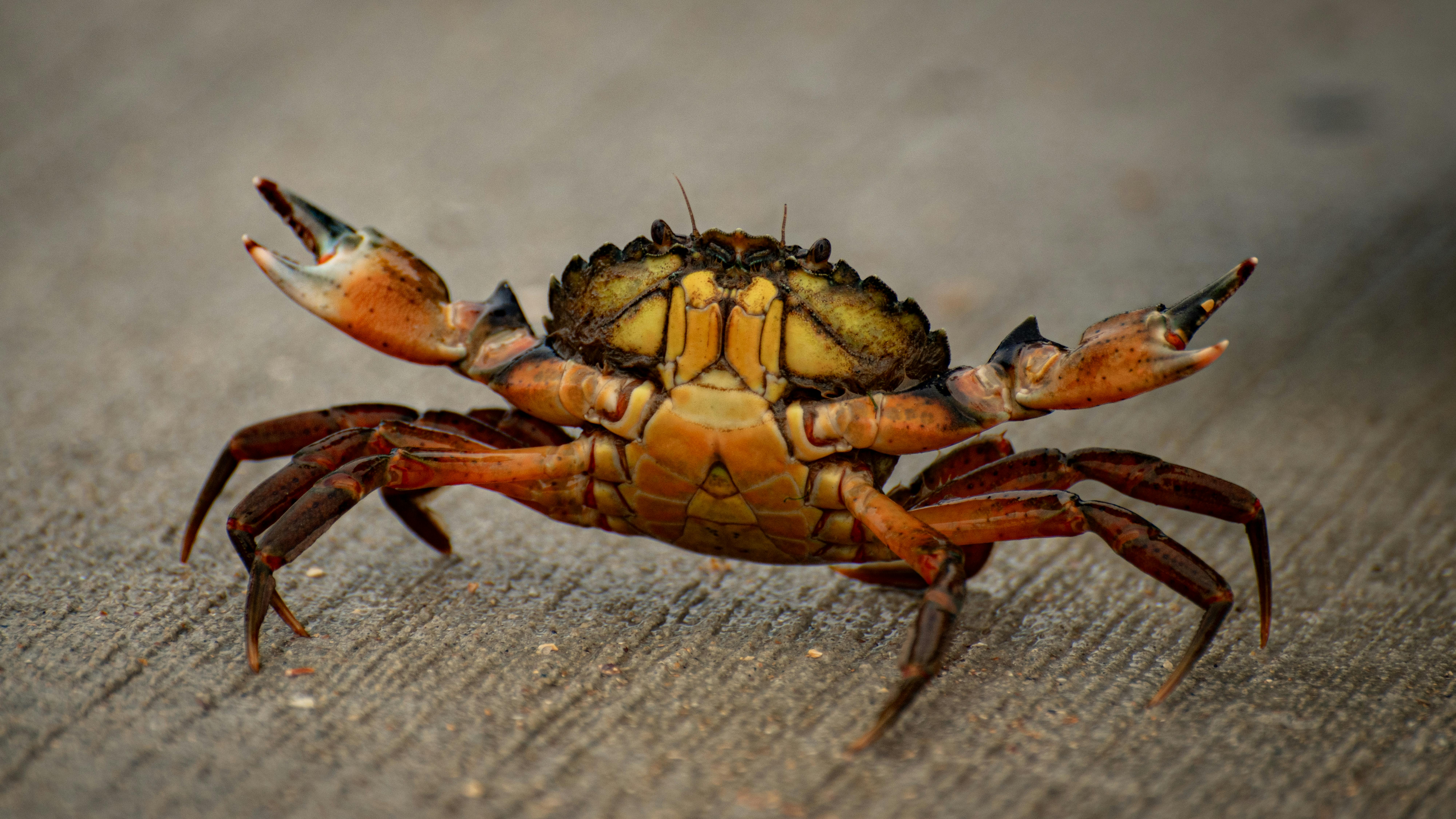 A detailed macro shot of a colorful crab on Canvey Island, showcasing its texture and colors.