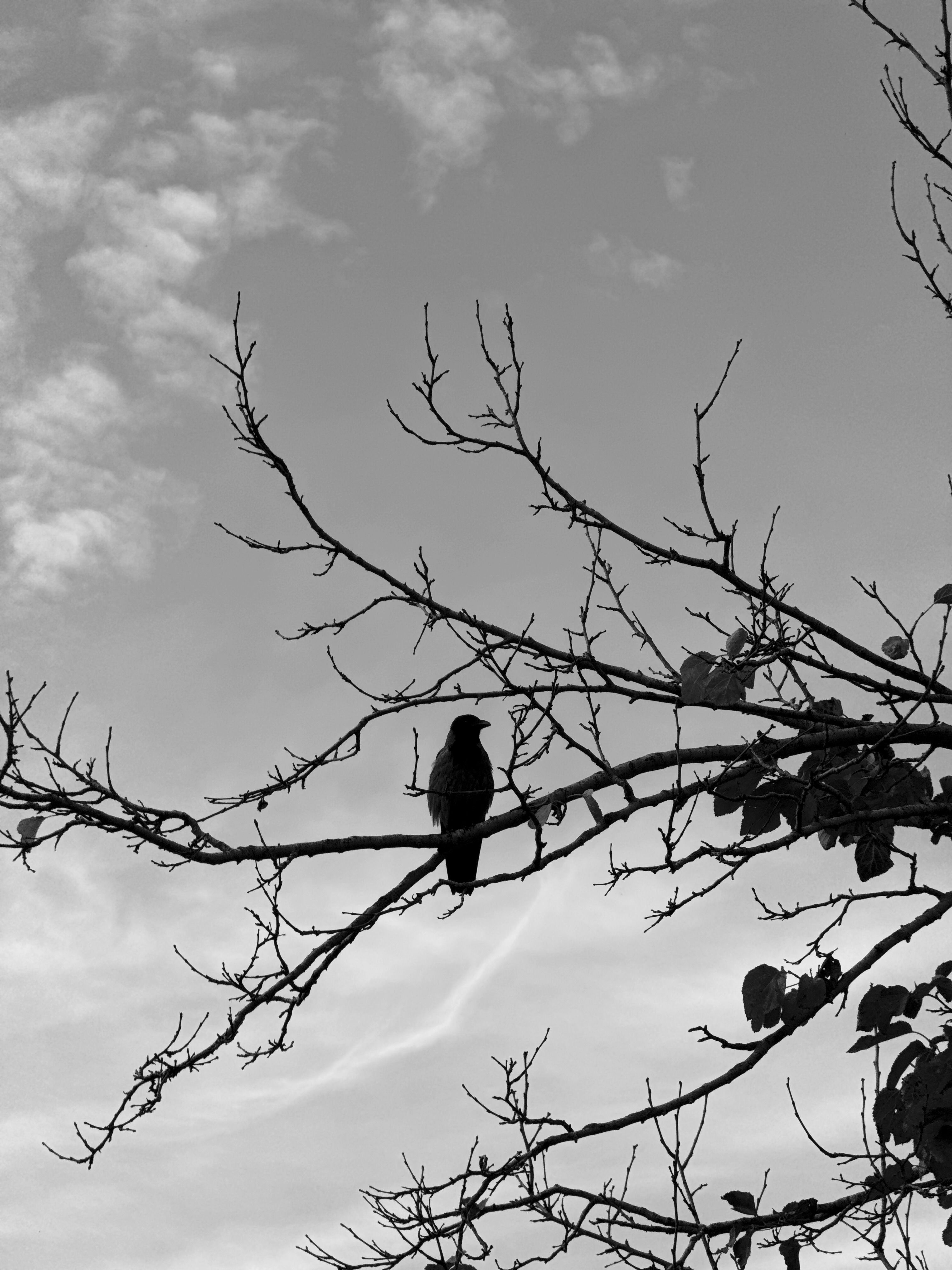A dramatic silhouette of a bird perched on leafless branches against a twilight sky.