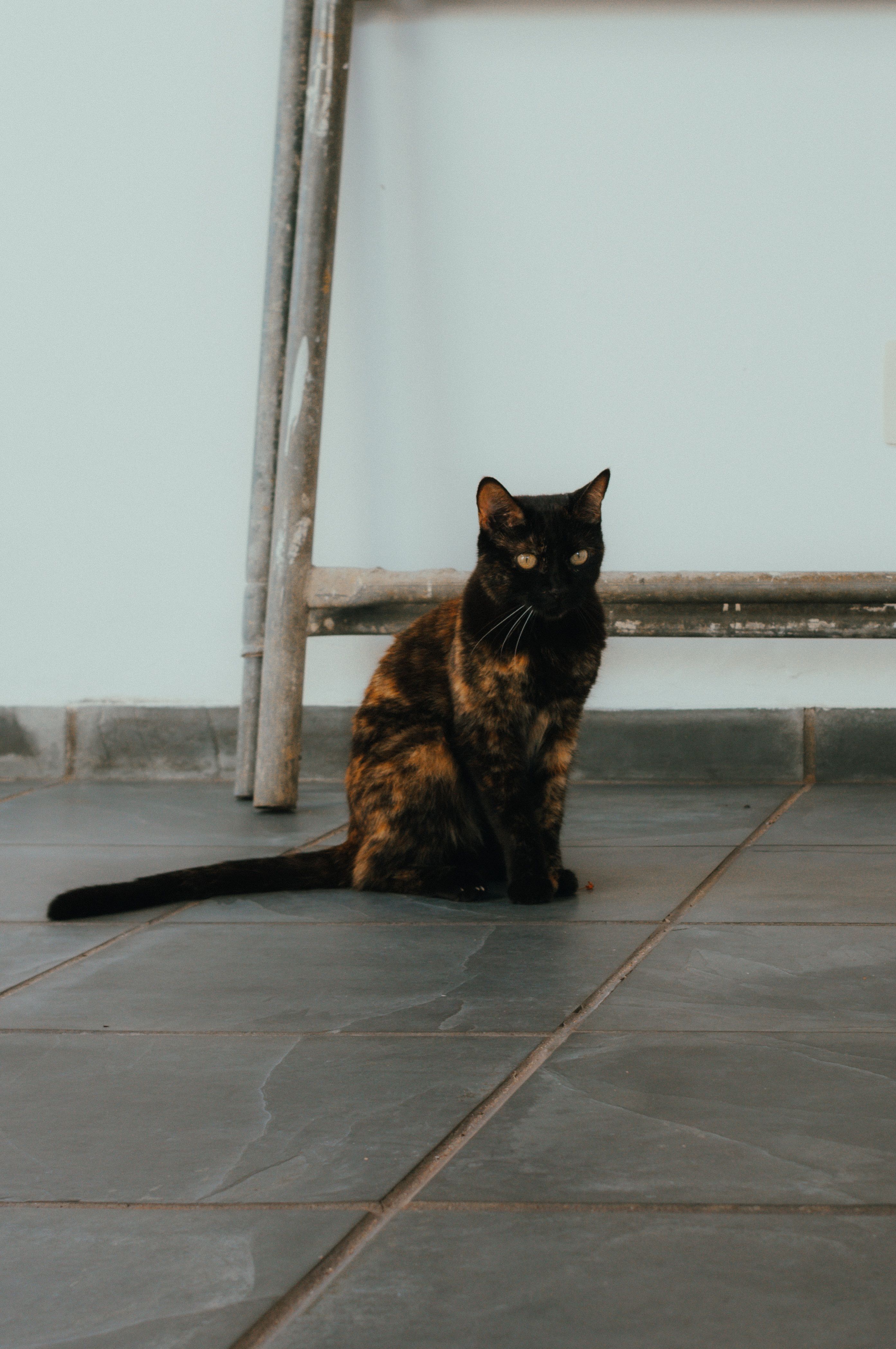 Tortoiseshell Cat Sitting on Indoor Floor · Free Stock Photo
