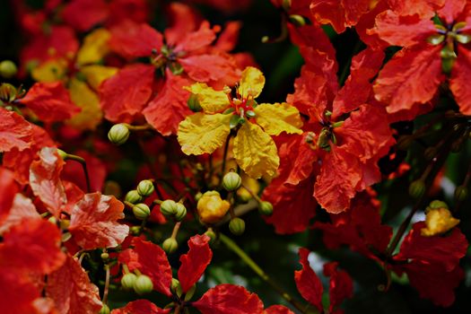 Close-up of vivid red and yellow tropical flowers with buds.