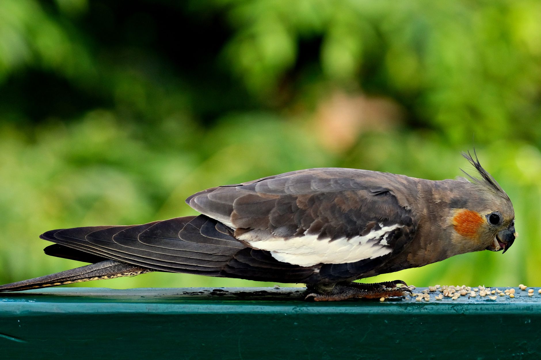 cockatiel eating healthy treats from foraging tray