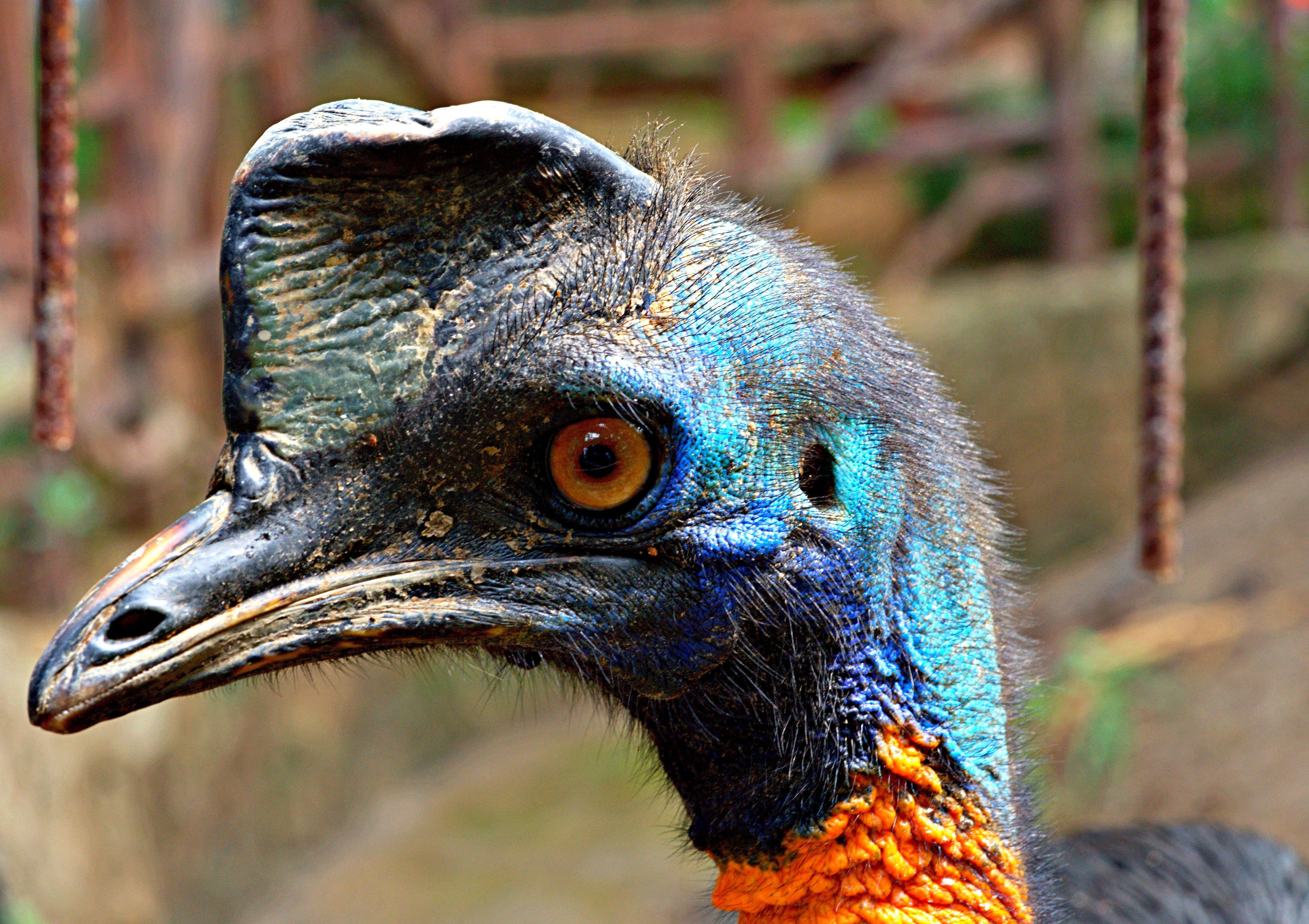 meanwhile, cassowary an endemic of west papua.
