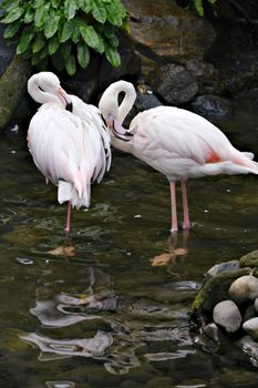 flamingo photo