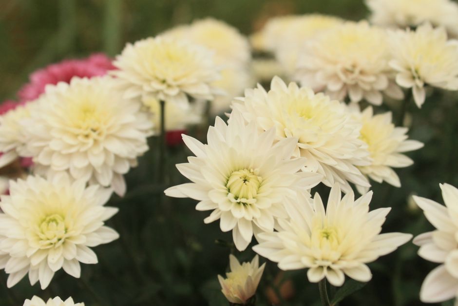 Beautiful white and yellow chrysanthemums in full bloom, showcasing nature's elegance.