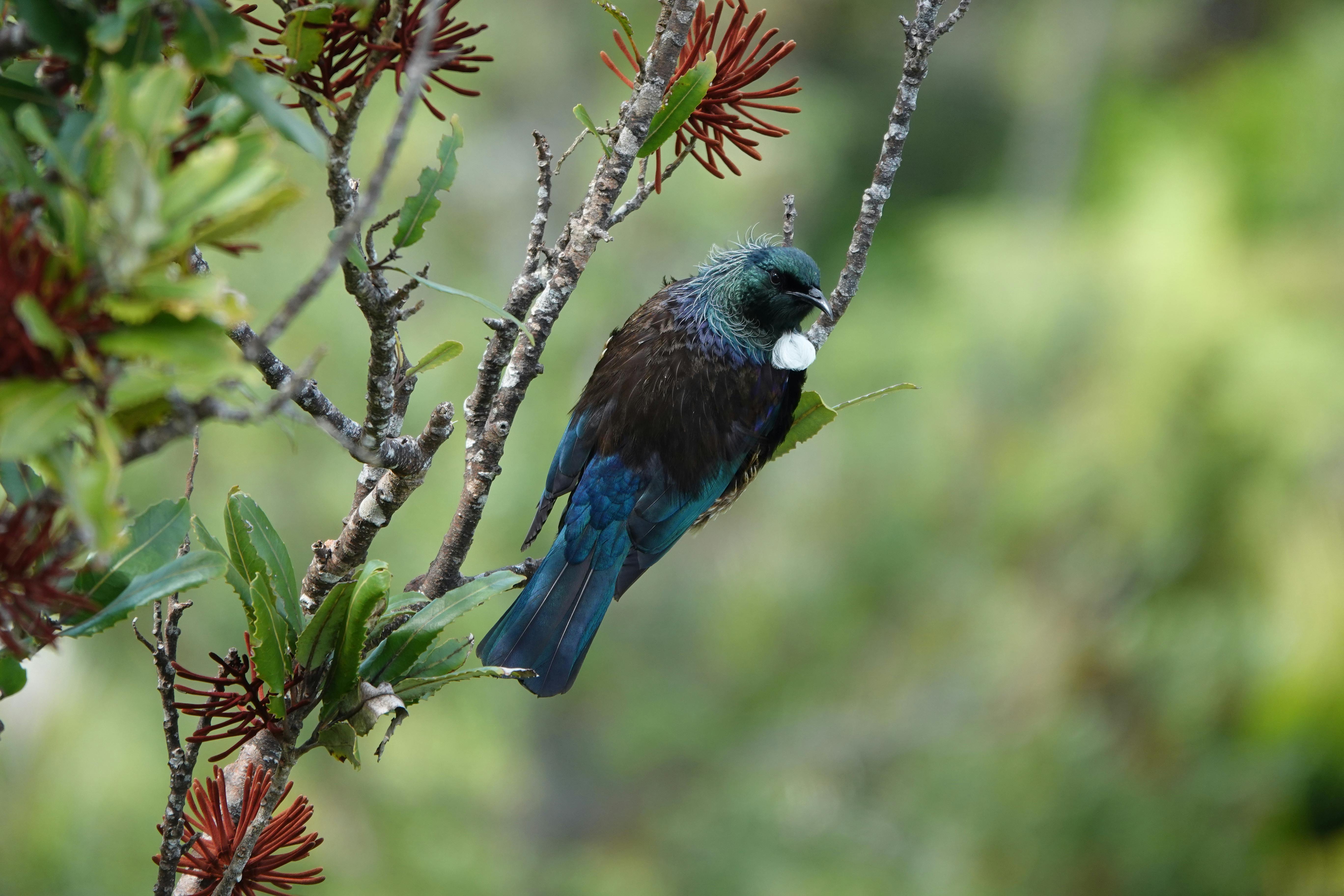 Close-up of tui bird on a branch, showcasing vibrant New Zealand flora.