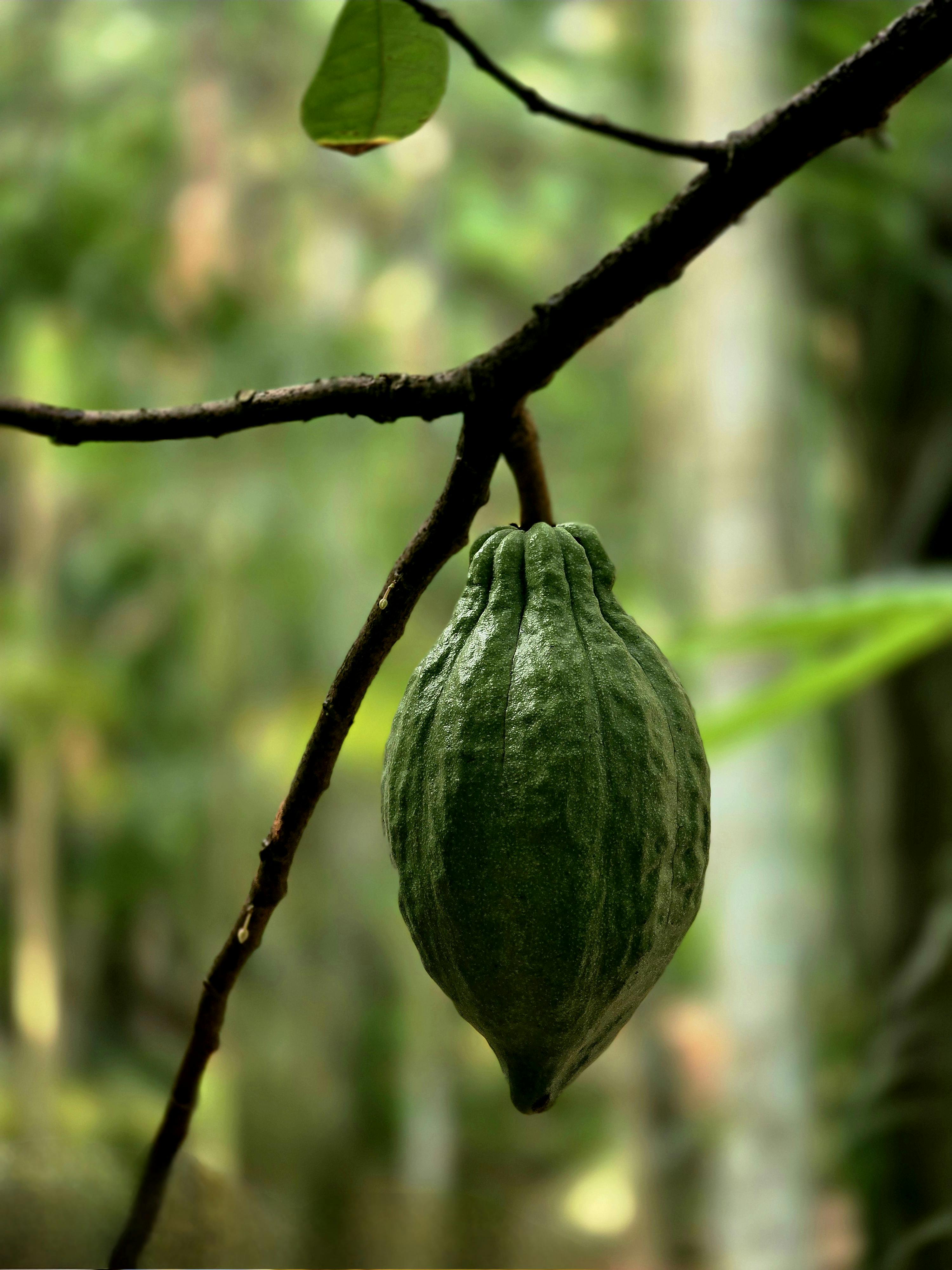 Cacao Cocoa Plant - Urban Goes Green Plant Guide