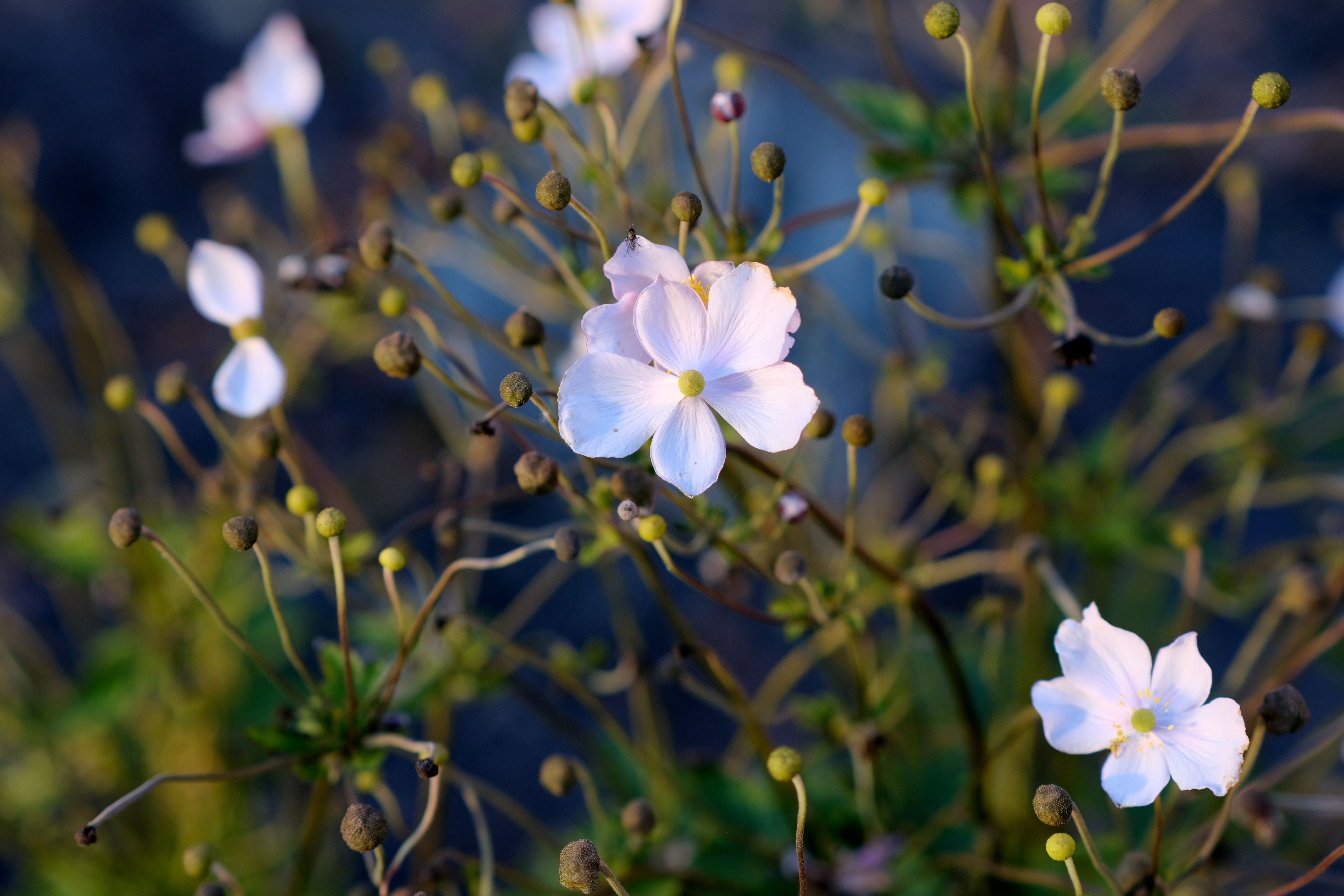 [ColoSach]-beautiful-close-up-of-white-anemone-flowers-in-a-garden-with-blurred-background.